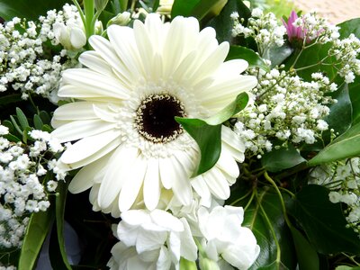 Gerbera blossom bloom