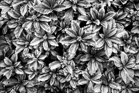 Cover plant green monochrome