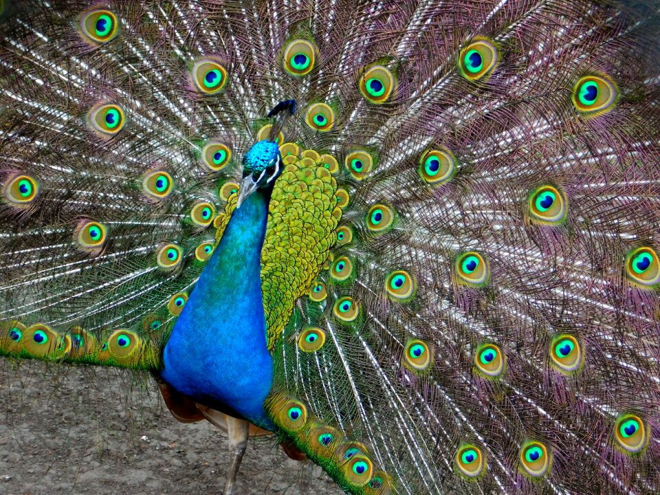 Colorful animal pride