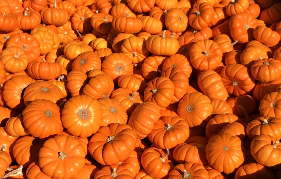 Pumpkin farm orange farm
