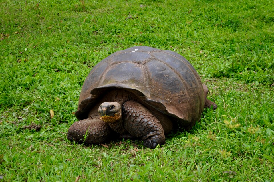 Animal wildlife island