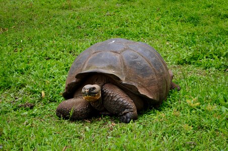 Animal wildlife island photo