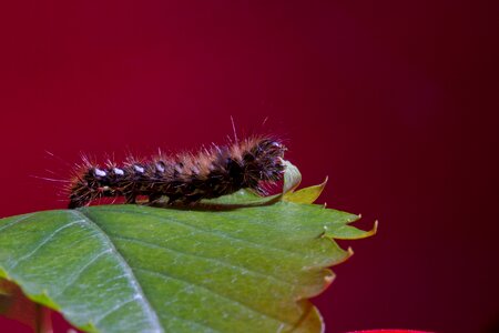 Hairy small caterpillar green leaf photo
