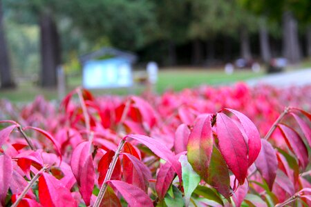 Park season red
