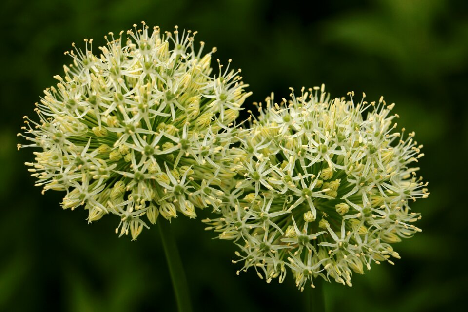 White green duo nature