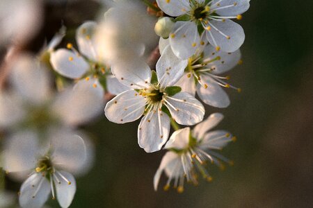 Spring apple tree apple tree blossom photo