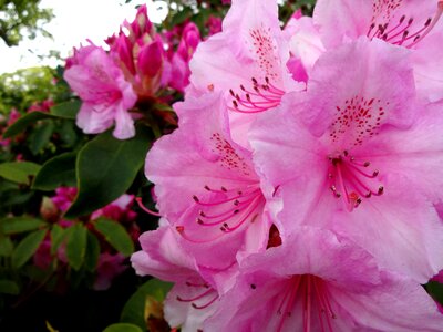 Pink rhodedendron pink closed photo