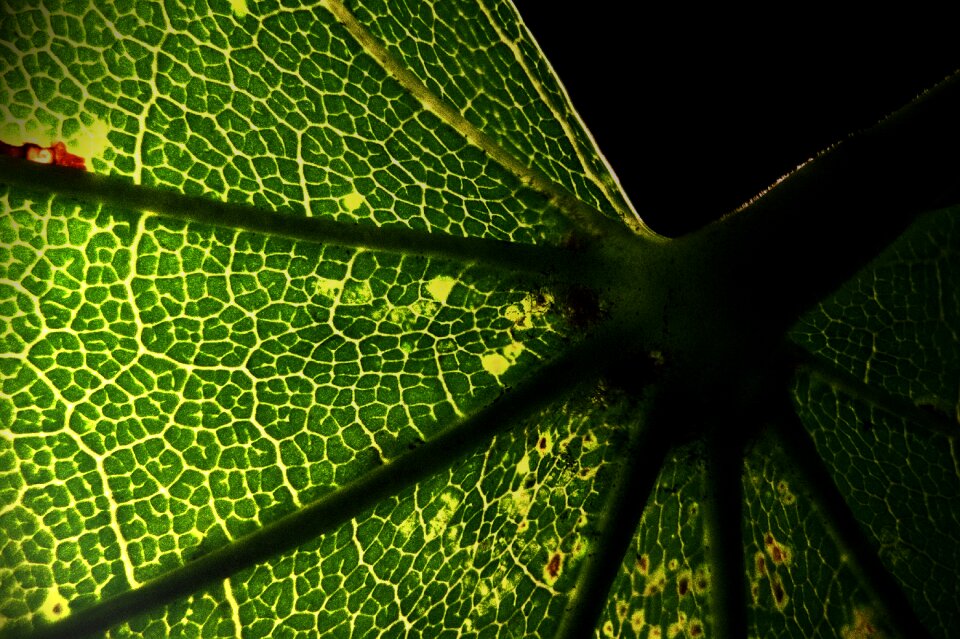 Leaf contrast black