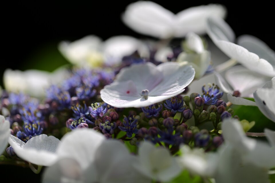 Bloom close up nature
