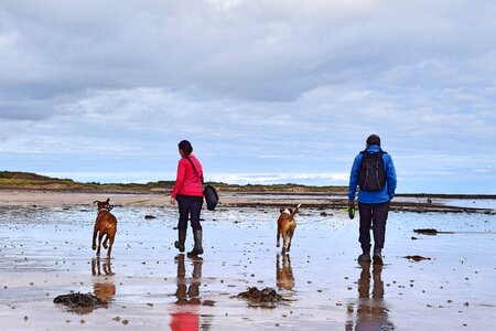 Boxer dogs dogs walking photo