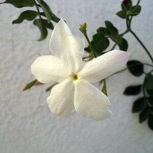 Flower jasmine white flowers petals