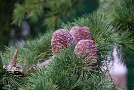 Pine pinewood tree