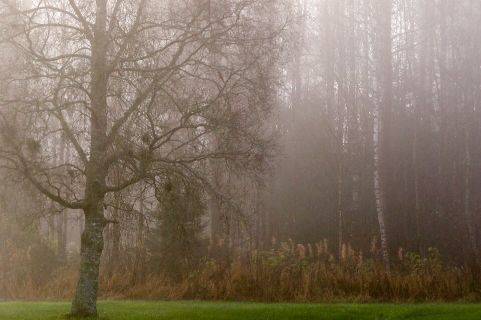 Autumn fall fog