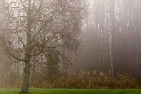 Autumn fall fog