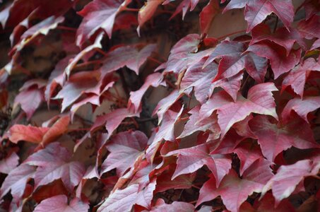 American lives leaves creeper