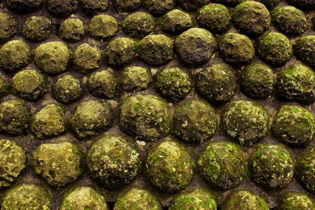 Weapon war moss