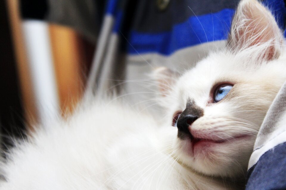 Domestic kitten feline