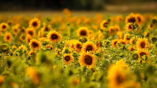Sun flower flowers