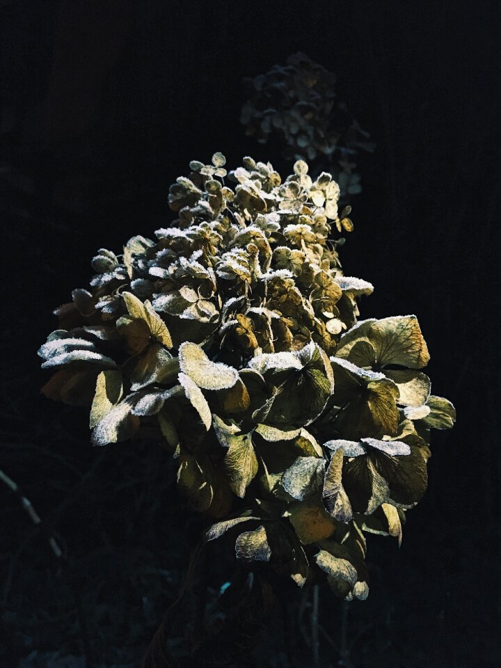 Yellow green blossom