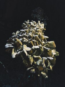 Yellow green blossom