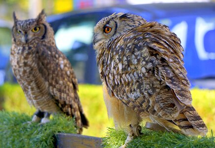 Plumage bird of prey animal