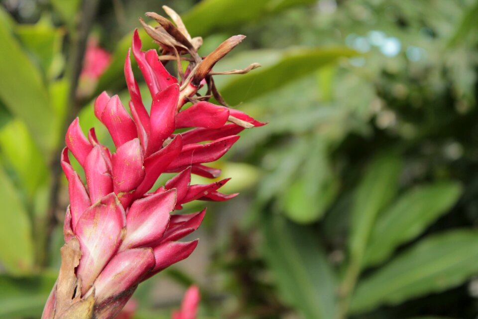 Plant flowering flowers