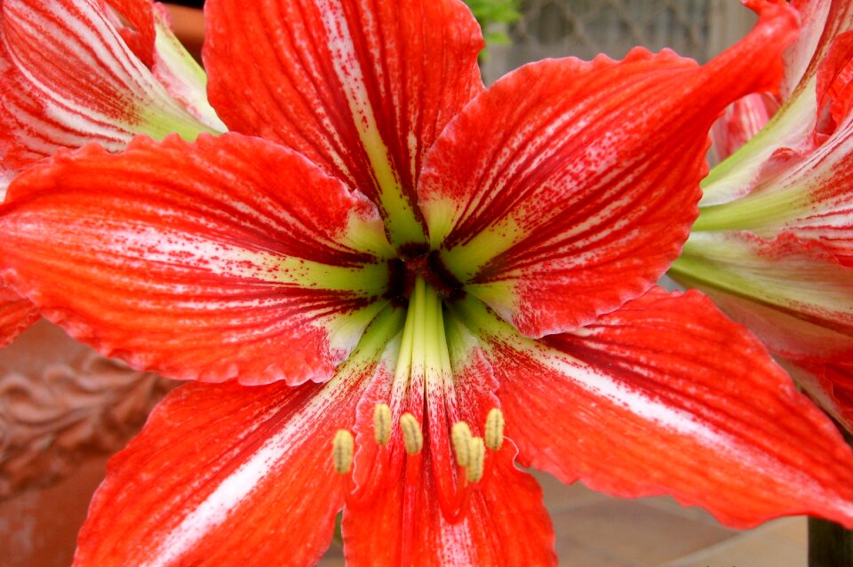 Macro flowering chalices of flowers