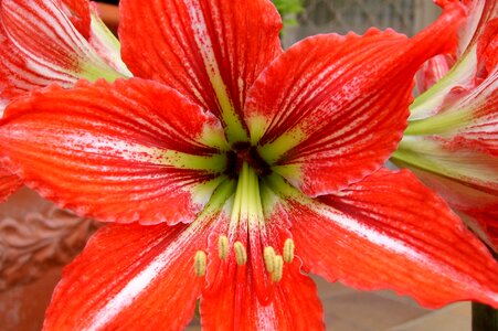Macro flowering chalices of flowers