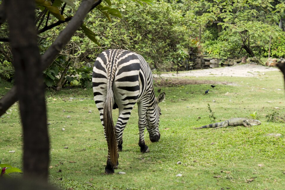 Wild zebra habitat