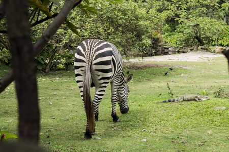 Wild zebra habitat photo