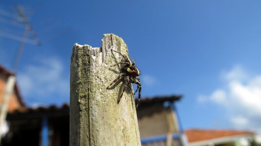Spider hunter macro colombia