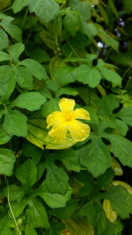 Yellow water drops