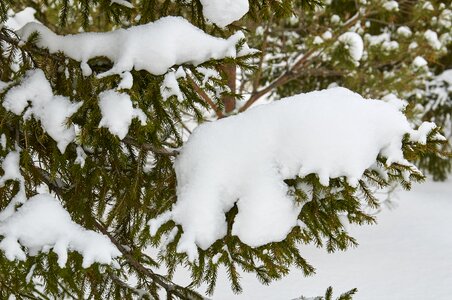 Snow tree branch photo