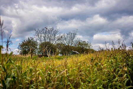The fear field tree