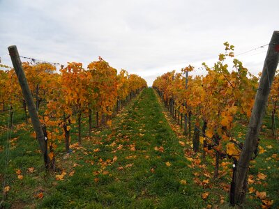 Winegrowing vine slope photo