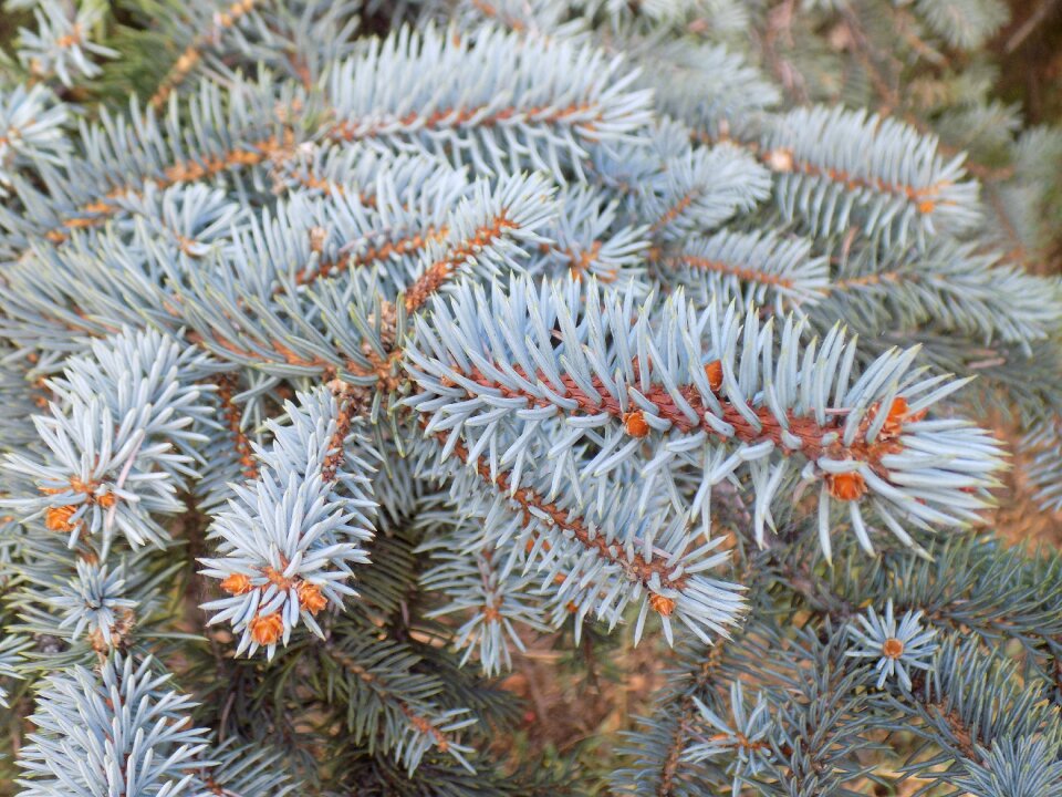 Conifer spruce needles