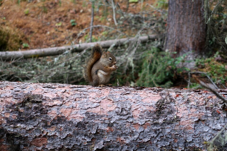 Nut canada national park