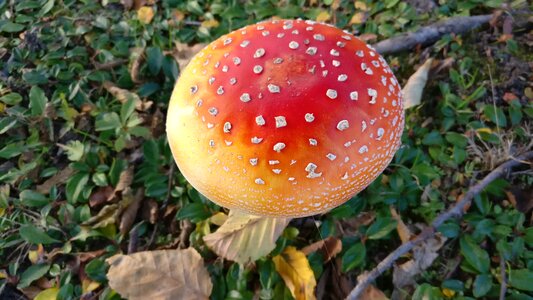 Autumn spotted toxic