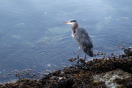 Water bird waters vancouver