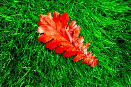 Grass fallen leaf autumn photo