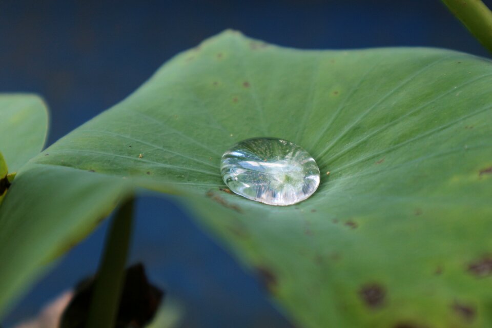 Lotus leaf dew green