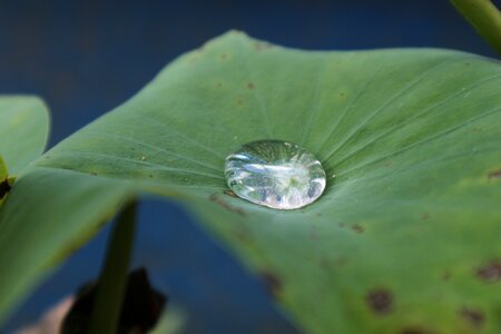 Lotus leaf dew green