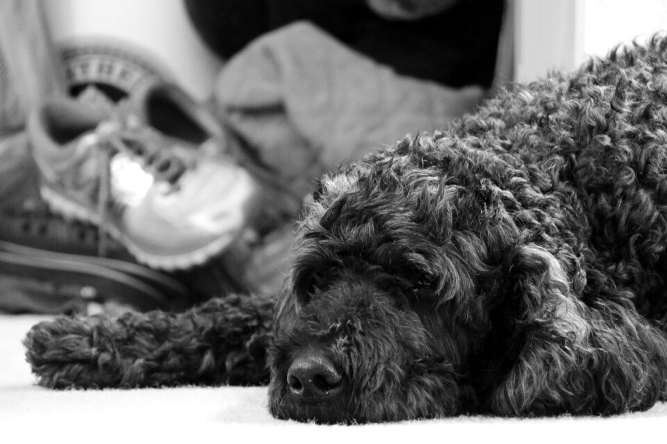 Pouting sad dog animal