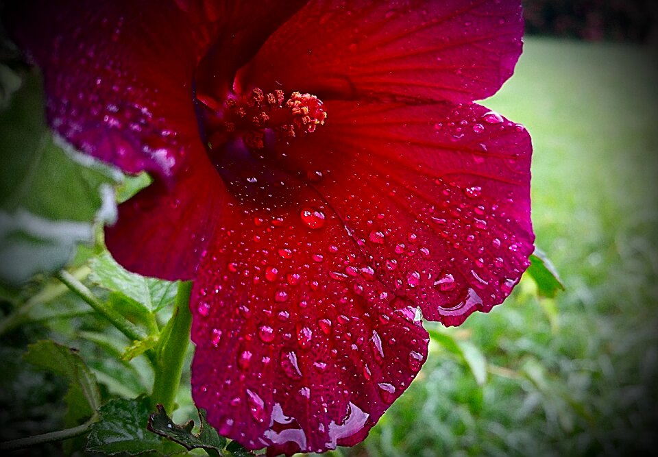 Red bloom color