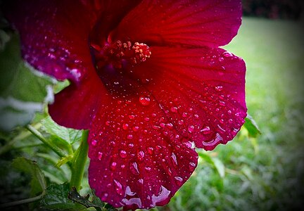Red bloom color