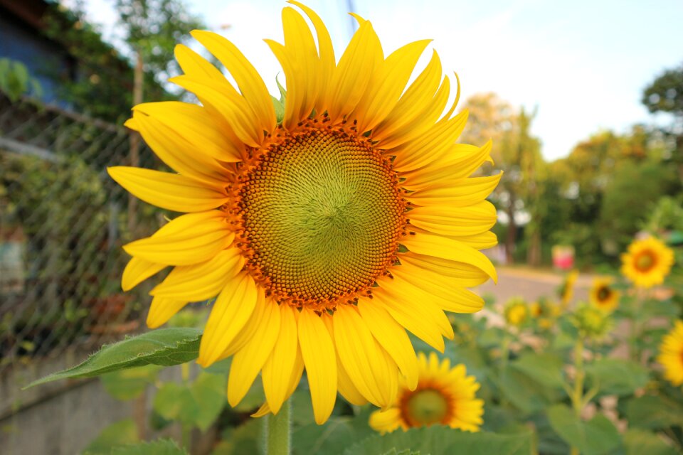 Sunflower yellow flowers