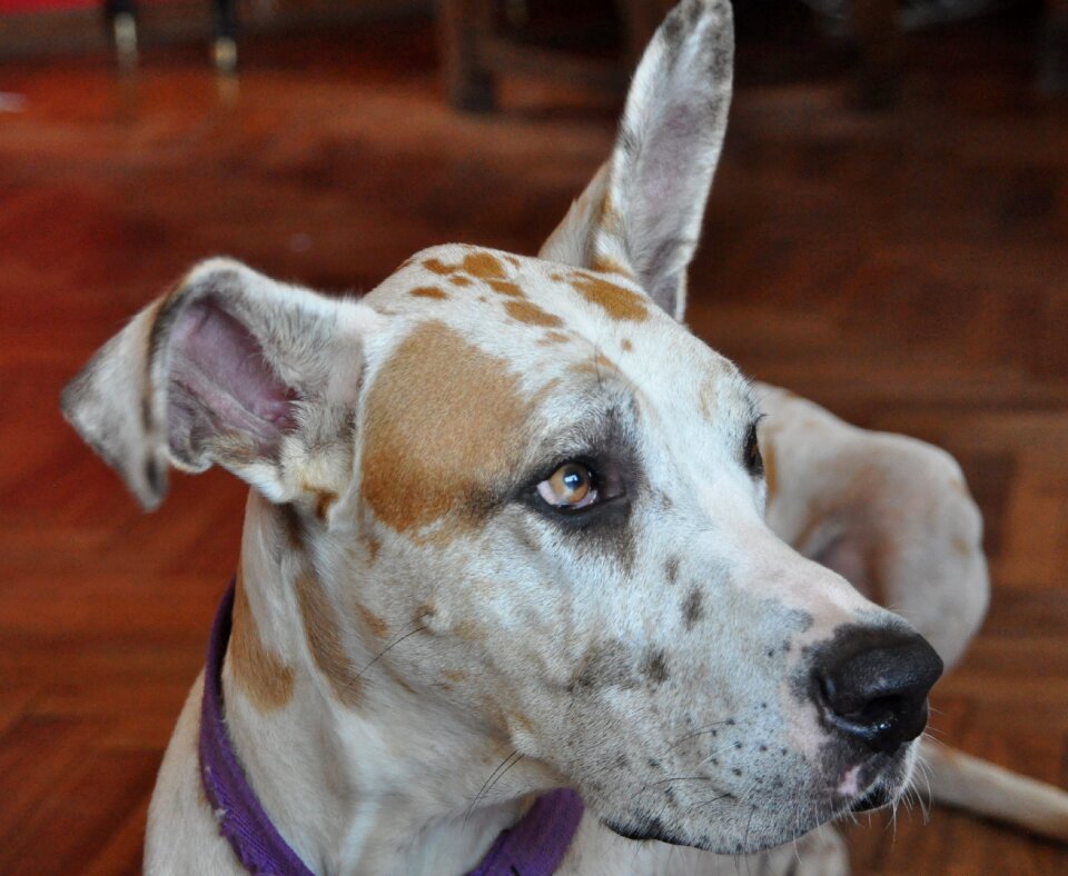 Large dogs animals fauna