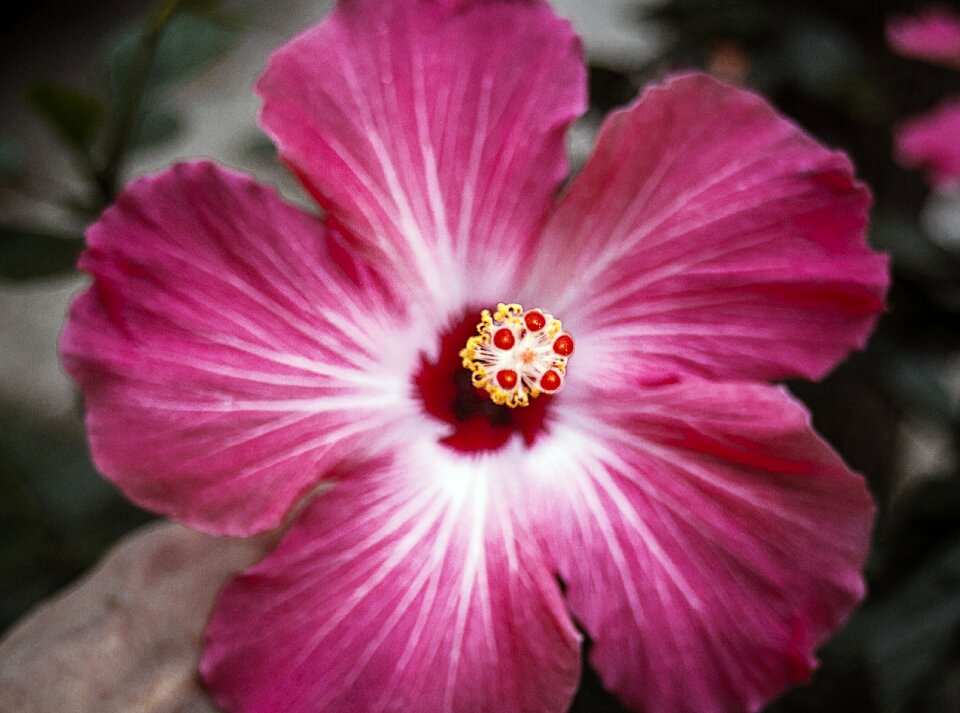 Floral nature plant