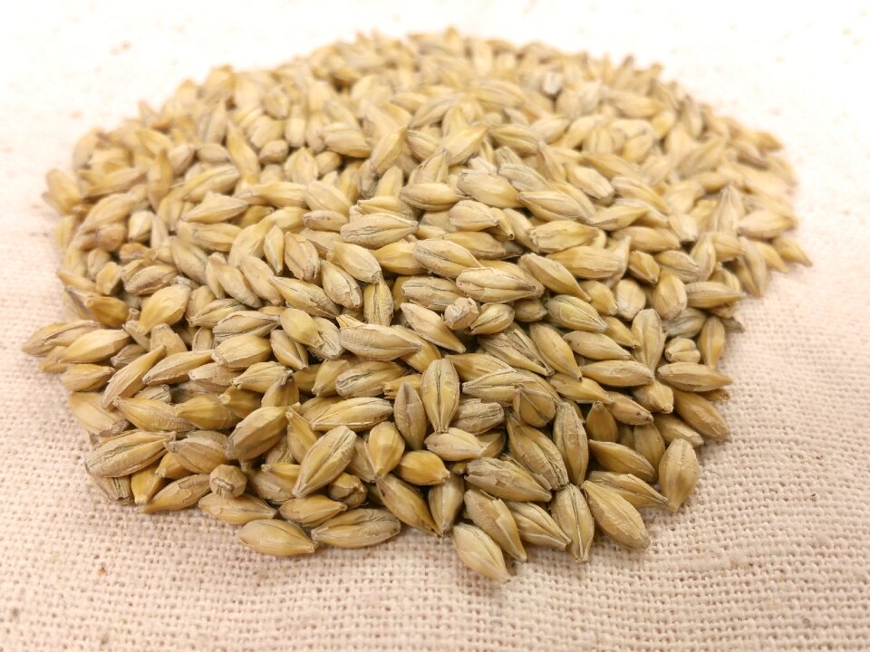 Yellow hordeum vulgare cereal
