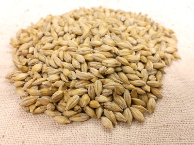 Yellow hordeum vulgare cereal